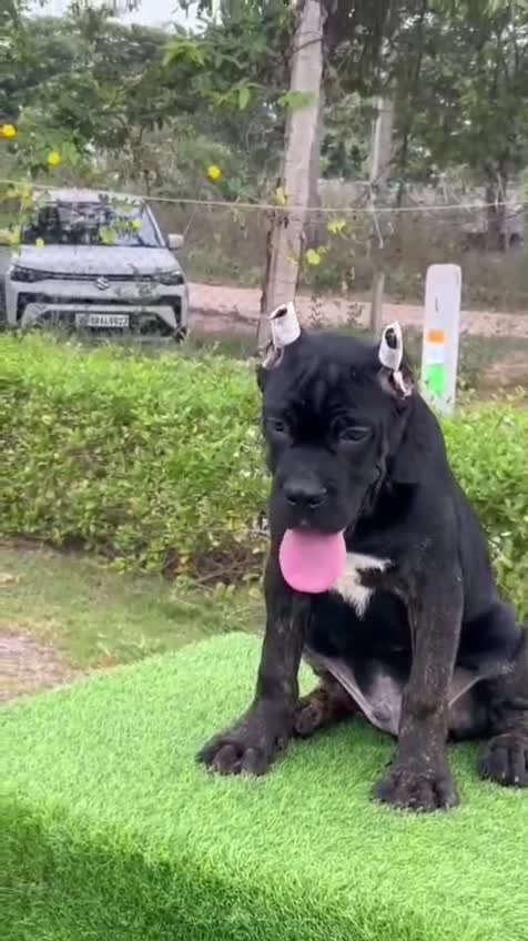 Cane Corso Puppy at a farm in Ambala, Haryana