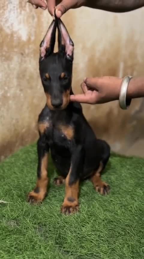 European Doberman Puppy at a farm in Ambala, Haryana