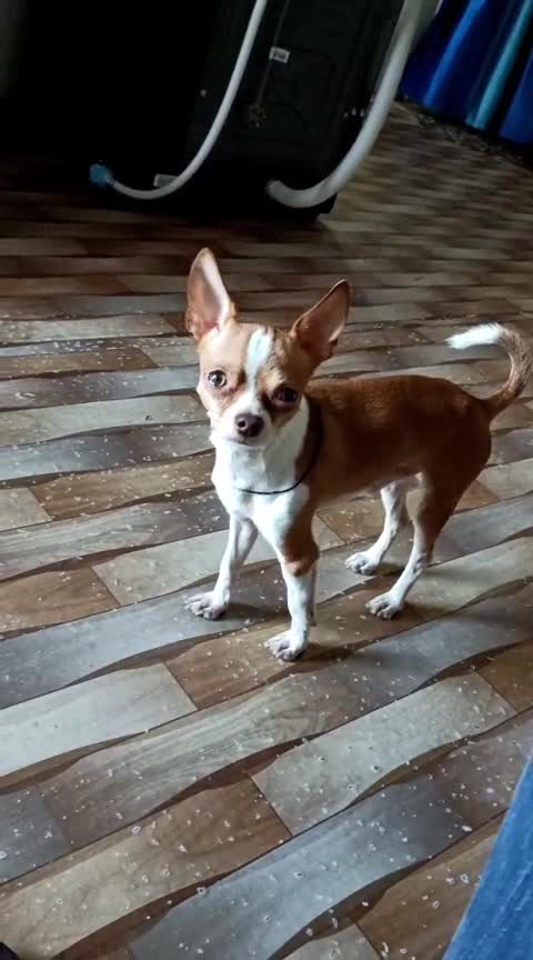 Chihuahua Puppy at a farm in Kurukshetra, Haryana