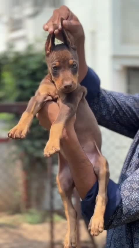 Doberman Pinscher Puppy at a farm in Delhi