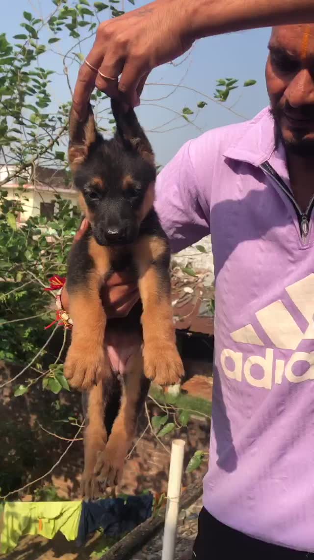 German Shepherd Puppy | Pure White at a farm in Saharanpur, Uttar Pradesh