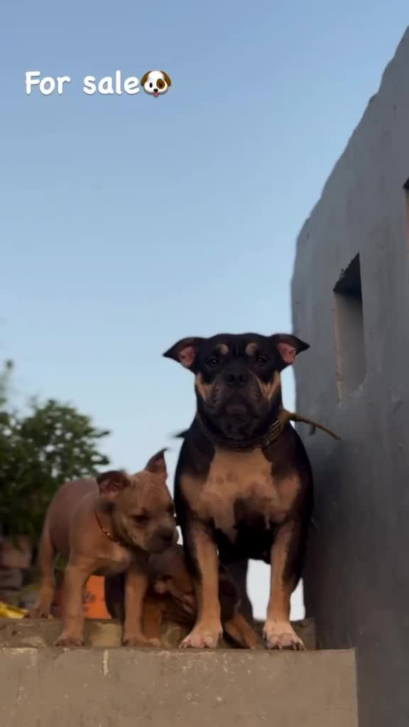American Bully Standard Size Puppy at a farm in Nakodar, Punjab