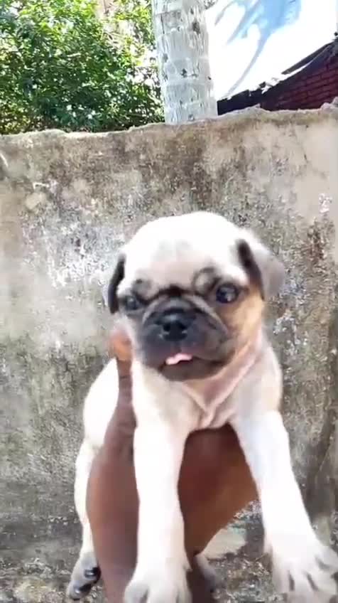 Pug Puppy | Black Color at a farm in Alappuzha, Kerala