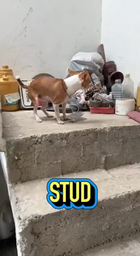 Chihuahua Puppy at a farm in Ludhiana, Punjab