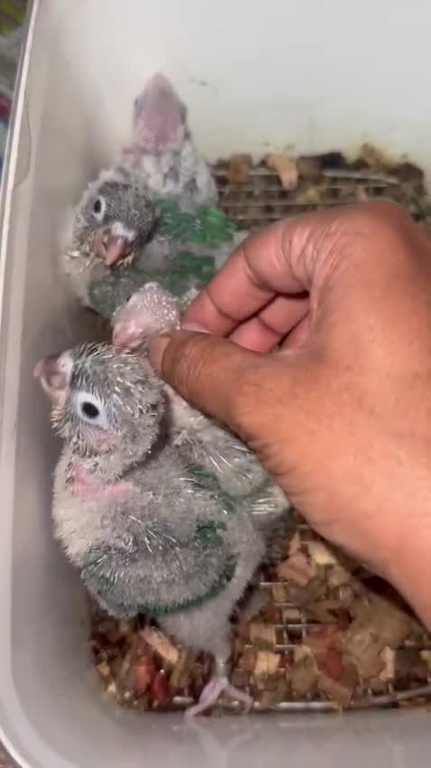 Pineapple Headed Conure at a farm in India