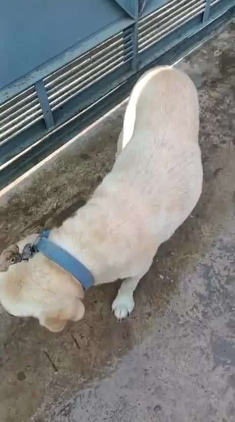 Beagle Black & Tan Puppy at a farm in Saharanpur, Uttar Pradesh