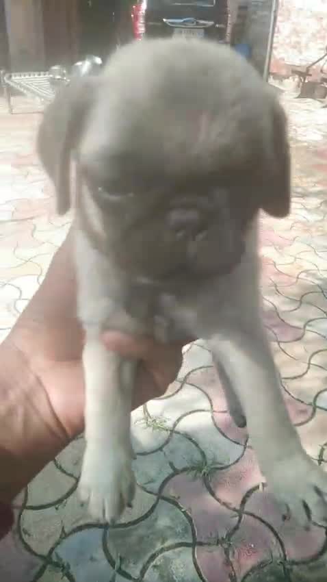 Pug Puppy | Apricot Color at a farm in Saharanpur, Uttar Pradesh