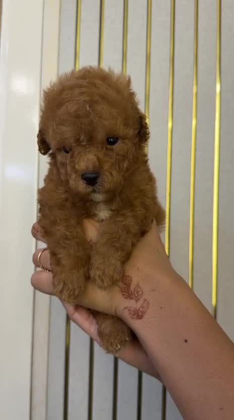 Toy Poodle Puppy at a farm in India