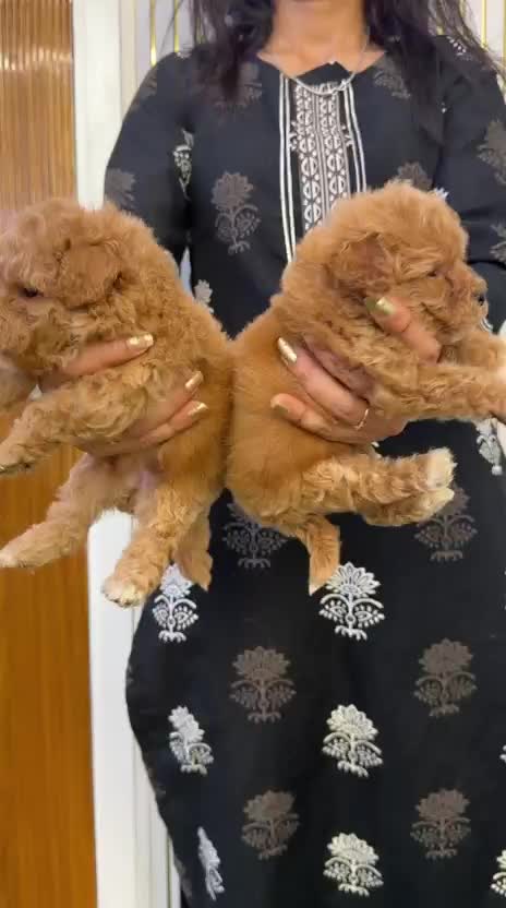 Toy Poodle Puppy at a farm in India