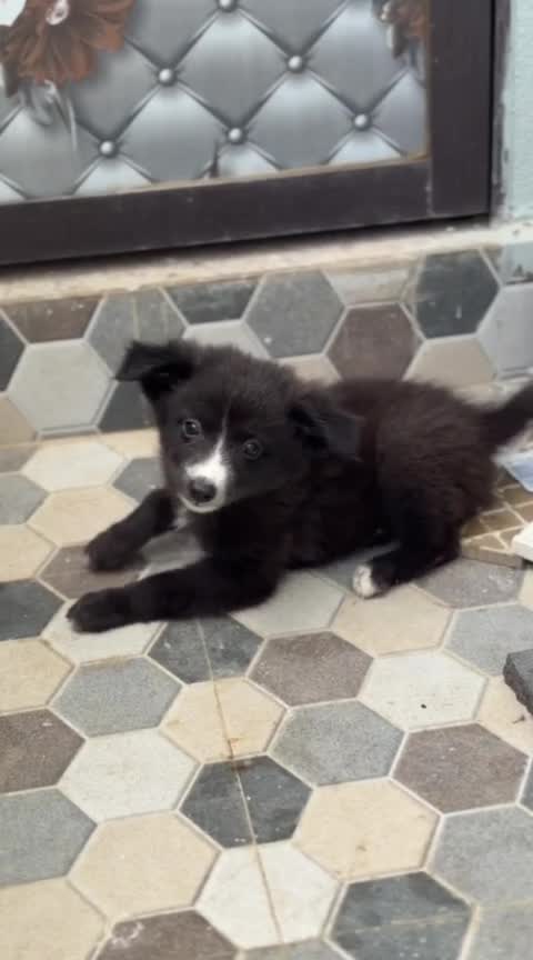 Pomeranian Puppy at a farm in India