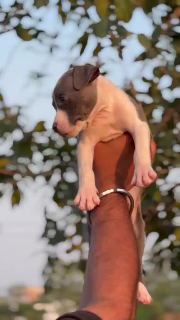 American Bully Pocket Size Puppy at a farm in Saharanpur, Uttar Pradesh