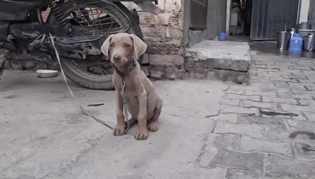 European Doberman Puppy at a farm in Ludhiana, Punjab
