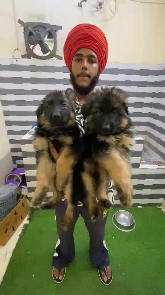 German Shepherd Puppy | Z Black at a farm in Punjab
