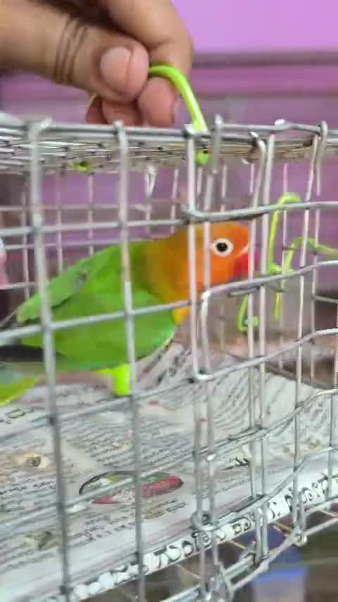 African Love Birds | Peach Face at a farm in Chennai, Tamil Nadu