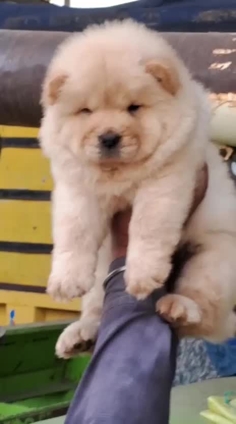 Chow Chow Puppy | Fawn Color at a farm in Nabha, Punjab