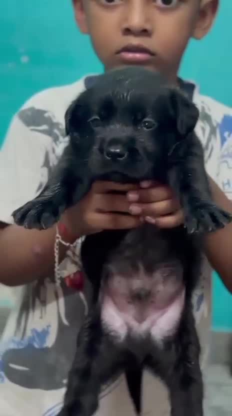 Beagle Black & Tan Puppy at a farm in Lucknow, Uttar Pradesh