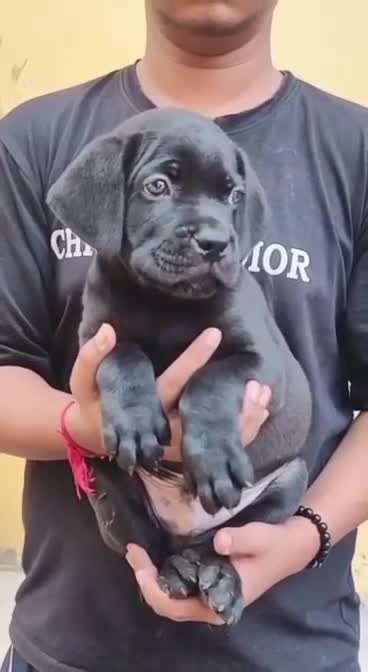 Cane Corso Puppy at a farm in Lucknow, Uttar Pradesh