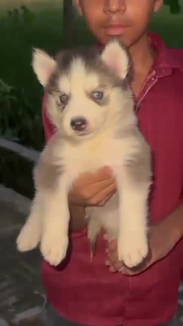 Siberian Husky Puppy | White Color at a farm in Lucknow, Uttar Pradesh