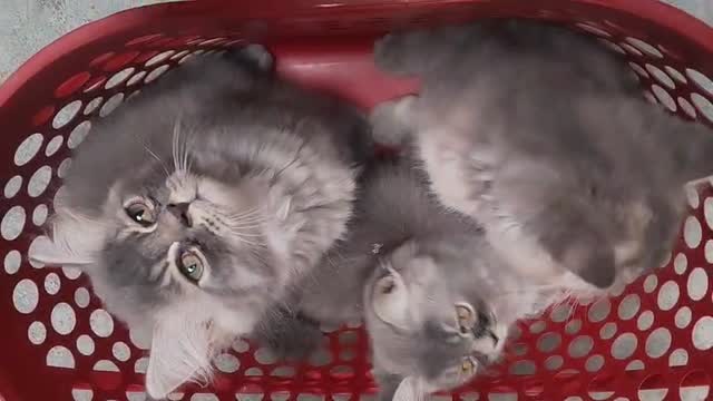 Doll Face Persian Kitten at a farm in Lucknow, Uttar Pradesh