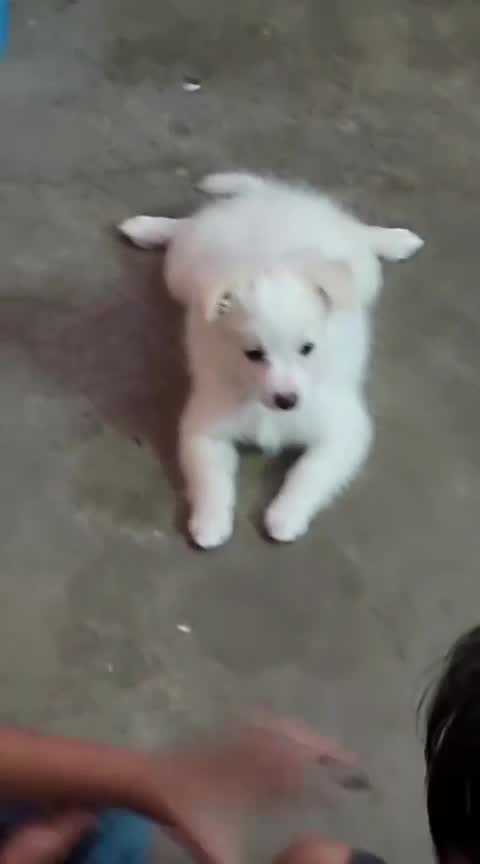 Dachshund Puppy at a farm in Lucknow, Uttar Pradesh