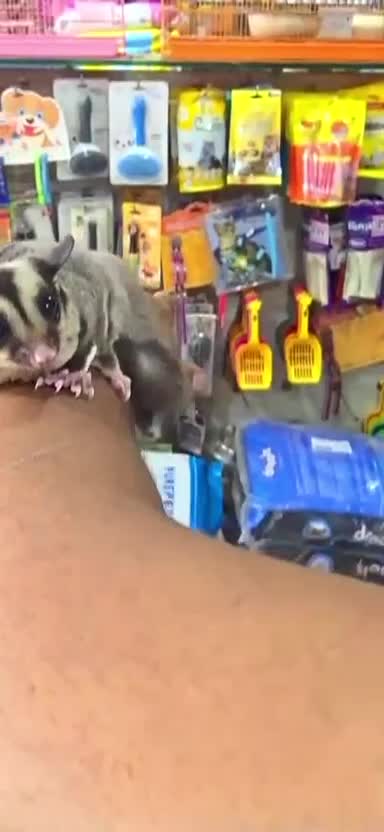 Sugar Glider | Grey at a farm in Lucknow, Uttar Pradesh