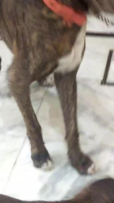 American Bully Standard Size Puppy at a farm in Lucknow, Uttar Pradesh