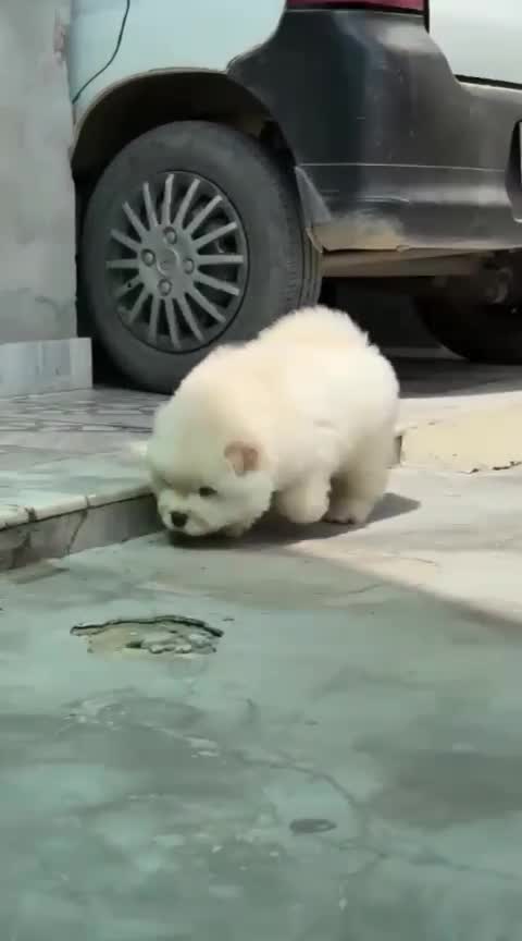 Chow Chow Puppy | White Color at a farm in Lucknow, Uttar Pradesh