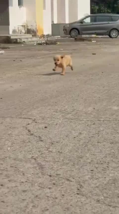 Golden Retriever at a farm in Lucknow, Uttar Pradesh