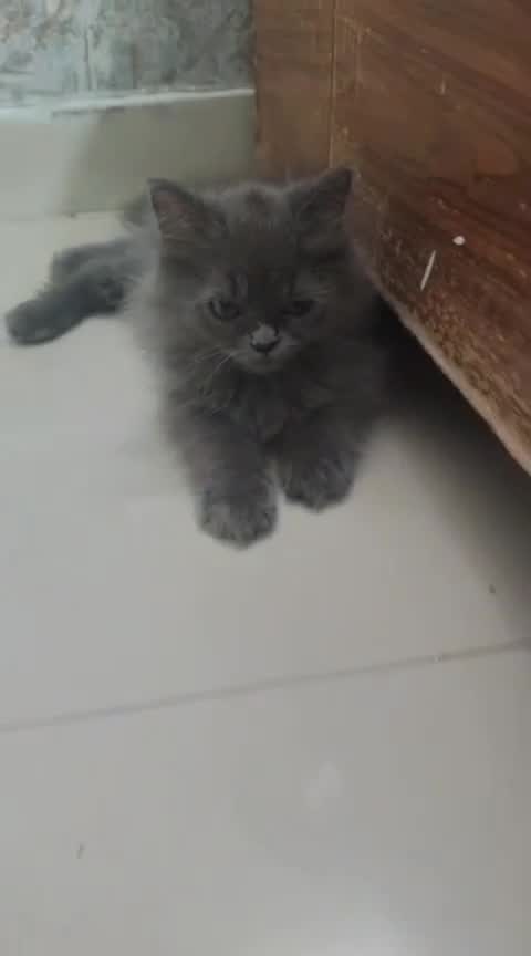 Doll Face Persian Kitten at a farm in Lucknow, Uttar Pradesh