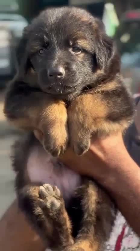 German Shepherd Puppy at a farm in Lucknow, Uttar Pradesh