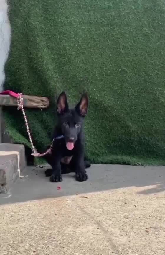 German Shepherd Puppy at a farm in Lucknow, Uttar Pradesh