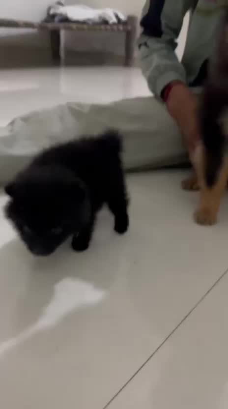 Pomeranian Puppy at a farm in Maharashtra