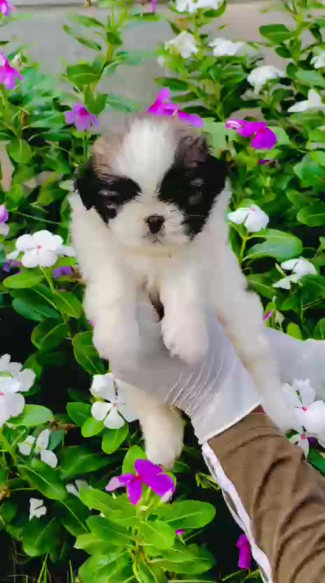 Shih Tzu Puppy Brown & White at a farm in Nabha, Punjab