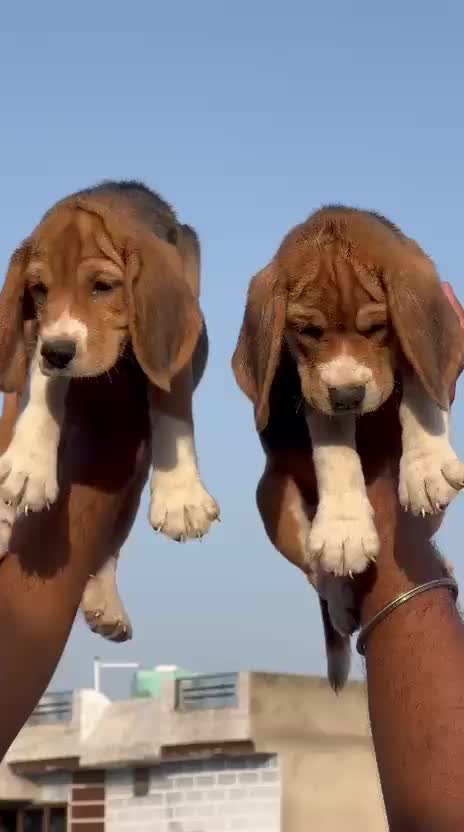 Dachshund Puppy at a farm in Ambala, Haryana
