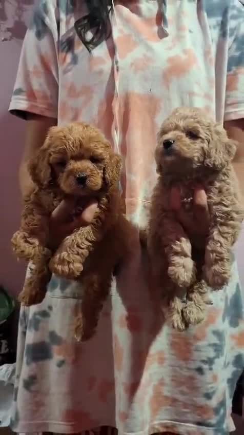 Standard Poodle Puppy at a farm in Karnataka