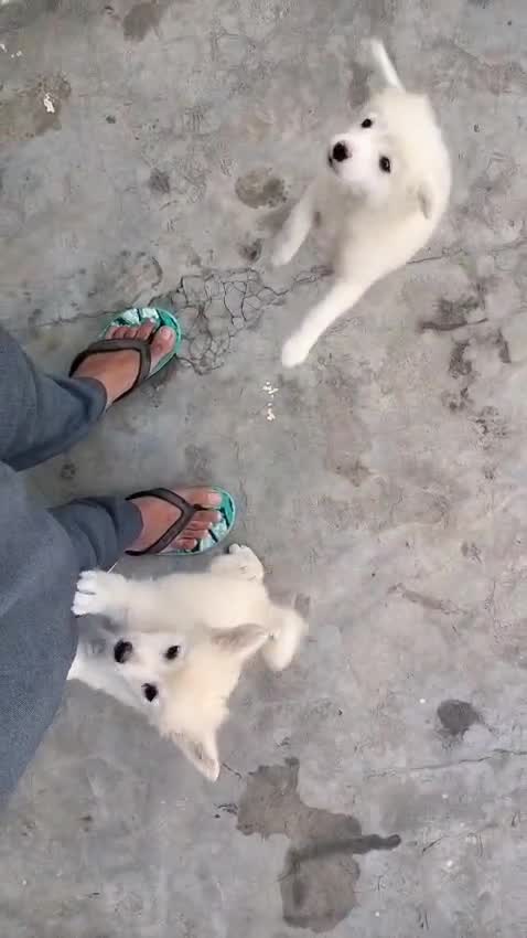 Culture Pom Puppy at a farm in Ludhiana, Punjab