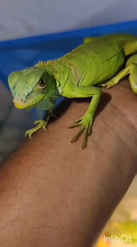 Iguana, farm video