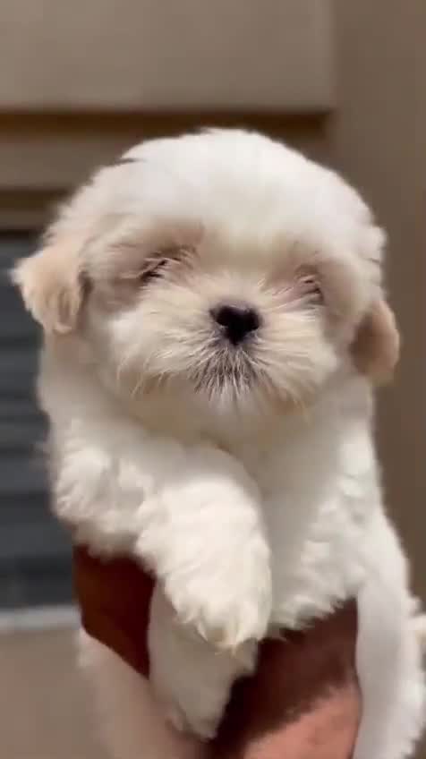 Shih Tzu Puppy Brown & White at a farm in Pune, Maharashtra