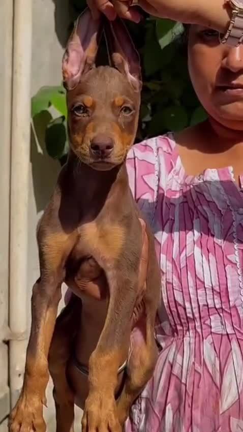 European Doberman Puppy at a farm in Kota, Rajasthan