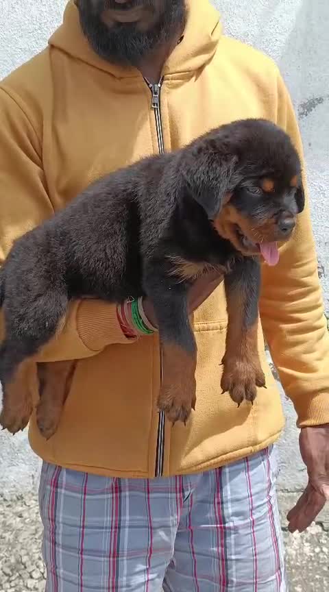Rottweiler Puppy at a farm in Bengaluru, Karnataka
