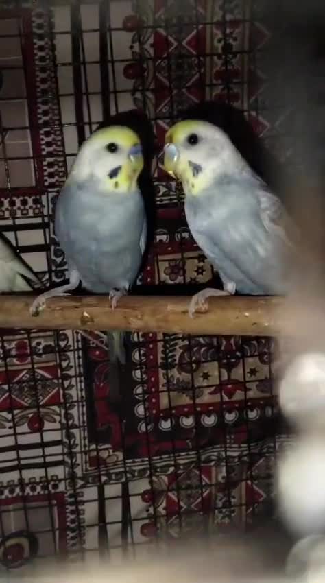 Budgies at a farm in Pune, Maharashtra