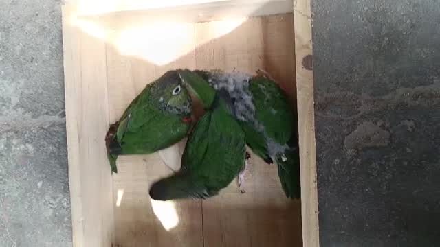 Black Capped Conure at a farm in Chennai, Tamil Nadu
