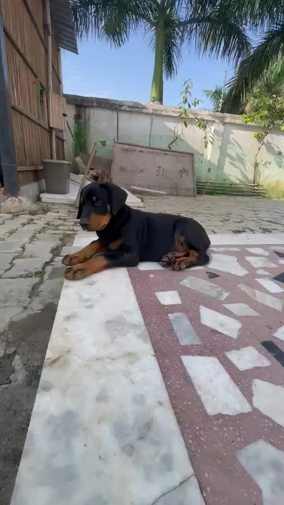 European Doberman Puppy at a farm in Bengaluru, Karnataka