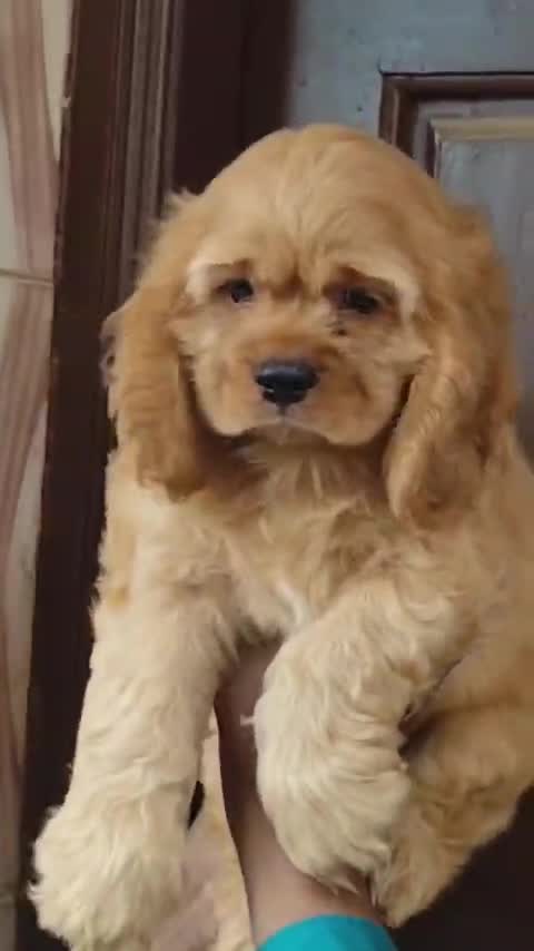 Cocker Spaniel Puppy at a farm in Bengaluru, Karnataka