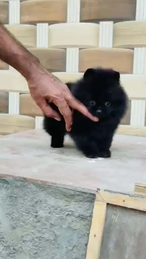 Culture Pom Puppy | White Color at a farm in Rajpura, Punjab
