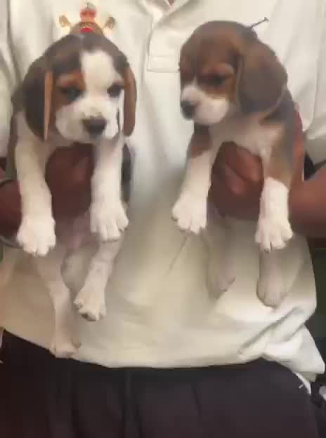 Beagle Black & Tan Puppy at a farm in Rajpura, Punjab