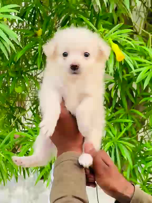 Pomeranian Puppy at a farm in Patiala, Punjab
