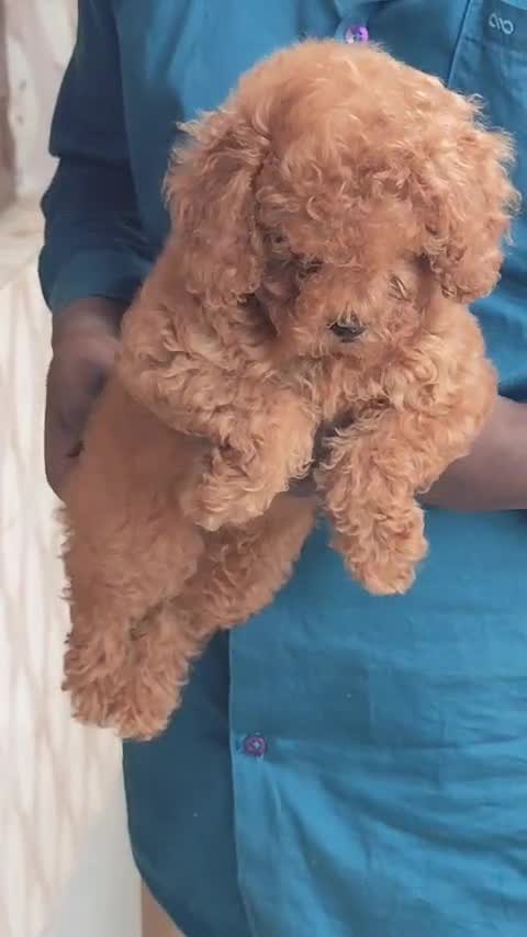 Standard Poodle Puppy at a farm in Bengaluru, Karnataka