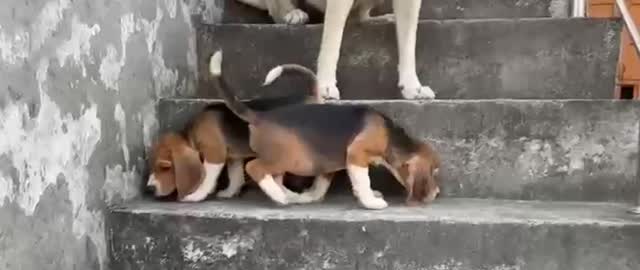 Beagle Black & Tan Puppy at a farm in Ambala, Haryana