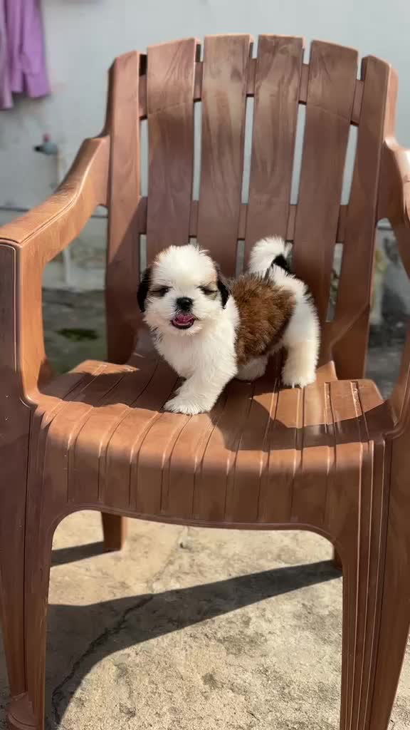 Shih Tzu Puppy Brown & Black at a farm in Hyderabad, Telangana